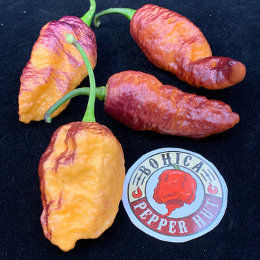 Pink Tiger x Peach Bhut - Seeds - The Pepper Pantry (Formerly Marie Sharp's)